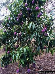 Black Stone Mango Plant Manufacturer & Supplier in India